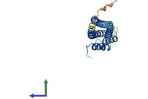 Protein Structure (PS) image for CINP (CINP) (AA 1-212) protein (His tag) (ABIN7560858)