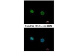 Immunofluorescence (IF) image for anti-Nuclear Receptor Subfamily 2, Group C, Member 2 (NR2C2) antibody (ABIN2856042)