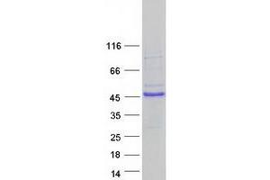 Validation with Western Blot (E2F5 Protein (E2F5) (Transcript Variant 1) (Myc-DYKDDDDK Tag))