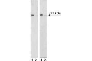 Western Blotting (WB) image for anti-Signal Transducer and Activator of Transcription 1, 91kDa (STAT1) (pSer727) antibody (Alexa Fluor 488) (ABIN1177188) (STAT1 抗体  (pSer727) (Alexa Fluor 488))