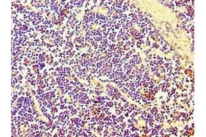 Immunohistochemistry of paraffin-embedded human thymus tissue using ABIN7158664 at dilution of 1:100