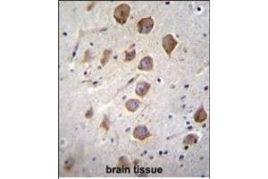 KCNRG Antibody (C-term) (ABIN655796 and ABIN2850485) immunohistochemistry analysis in formalin fixed and paraffin embedded human brain tissue followed by peroxidase conjugation of the secondary antibody and DAB staining. (KCNRG 抗体  (C-Term))