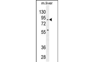 Western blot analysis in mouse liver tissue lysates (35ug/lane). (SPIRE2 抗体  (AA 285-313))