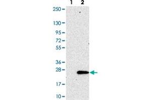 Western blot analysis of Lane 1: Negative control (vector only transfected HEK293T lysate). (SEC11C 抗体)