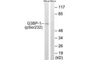 Western Blotting (WB) image for anti-GTPase Activating Protein (SH3 Domain) Binding Protein 1 (G3BP1) (pSer232) antibody (ABIN2888421) (G3BP1 抗体  (pSer232))
