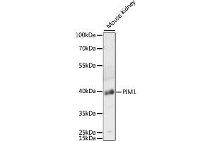 Western blot analysis of extracts of mouse kidney, using PIM1 antibody (ABIN6128456, ABIN6145654, ABIN6145656 and ABIN6218499) at 1:3000 dilution. (PIM1 抗体  (AA 1-313))