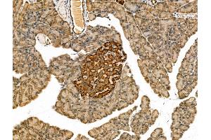 ABIN7094427 and ABIN7098474 at 1/100 staining Rat pancreatic tissue by IHC-P.