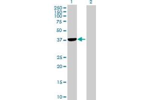 Western Blot analysis of PLCXD1 expression in transfected 293T cell line by PLCXD1 MaxPab polyclonal antibody. (PLCXD1 抗体  (AA 1-323))
