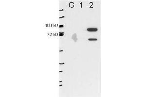 Anti-ESRP2 by western blot shows detection of ESRP2 in transfected 293T cell extracts (lane 2). (ESRP2 抗体)