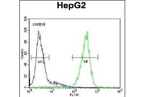 FUCA1 Antibody (Center) (ABIN390762 and ABIN2841020) flow cytometric analysis of HepG2 cells (right histogram) compared to a negative control cell (left histogram). (FUCA1 抗体  (AA 265-294))