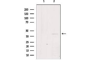 Western blot analysis of extracts from Hela, using GPR21 Antibody.