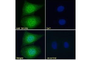Immunofluorescence (IF) image for anti-Single-Strand-Selective Monofunctional Uracil-DNA Glycosylase 1 (SMUG1) (N-Term) antibody (ABIN185204)