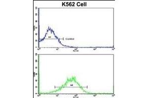 Flow cytometric analysis of K562 cells using SFRP5 Antibody (Center)(bottom histogram) compared to a negative control cell (top histogram). (SFRP5 抗体  (AA 219-248))