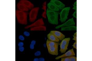ABIN6258164 and ABIN6276015 staining Hela cells(45 min of heat-shock) by IF/ICC. (GPR151 抗体  (C-Term))