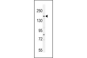 FGD6 Antibody (C-term) (ABIN655060 and ABIN2844689) western blot analysis in A549 cell line lysates (35 μg/lane).