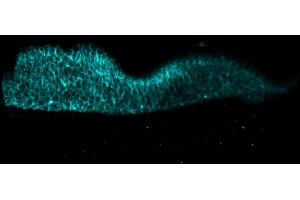 Immunofluorescence (IF) image for anti-Cadherin 1, Type 1, E-Cadherin (Epithelial) (CDH1) (Extracellular Domain) antibody (ABIN7540340)