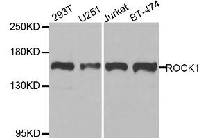 Western blot analysis of extracts of various cell lines, using ROCK1 antibody. (ROCK1 抗体)