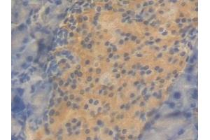 Detection of CNTF in Mouse Pancreas Tissue using Polyclonal Antibody to Ciliary Neurotrophic Factor (CNTF) (CNTF 抗体  (AA 2-198))