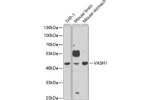 Western blot analysis of extracts of various cell lines, using V antibody (ABIN6128153, ABIN6150061, ABIN6150063 and ABIN6221754) at 1:1000 dilution. (VASH1 抗体  (AA 1-365))