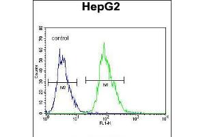 Flow cytometric analysis of HepG2 cells (right histogram) compared to a negative control cell (left histogram). (OR4K5 抗体  (C-Term))