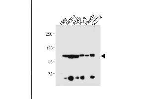 All lanes : Anti-AHR Antibody (Center) at 1:500 dilution Lane 1: Hela whole cell lysate Lane 2: MCF-7 whole cell lysate Lane 3: A549 whole cell lysate Lane 4: PC-3 whole cell lysate Lane 5: HepG2 whole cell lysate Lane 6: C2C12 whole cell lysate Lysates/proteins at 20 μg per lane. (Aryl Hydrocarbon Receptor 抗体  (AA 555-582))
