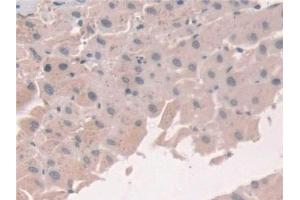 Immunohistochemistry (IHC) image for anti-Grancalcin, EF-Hand Calcium Binding Protein (GCA) (AA 1-139) antibody (ABIN7444166)