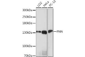 Western blot analysis of extracts of various cell lines, using PNN Rabbit pAb (ABIN7269378) at 1:1000 dilution. (PNN 抗体  (AA 1-100))