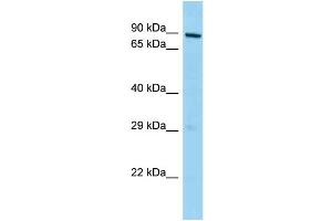 WB Suggested Anti-Mphosph10 Antibody Titration: 1. (MPHOSPH10 抗体  (C-Term))
