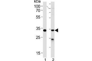 STUB1 antibody western blot analysis in 293 cell line and human placenta lysate (STUB1 抗体  (AA 203-231))