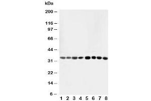 Western blot testing of AIMP2 antibody and Lane 1:  rat liver (AIMP2 抗体  (AA 298-320))