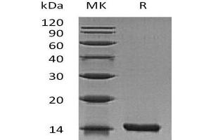 Western Blotting (WB) image for Interleukin 22 (IL22) (Active) protein (ABIN7320589) (IL-22 蛋白)