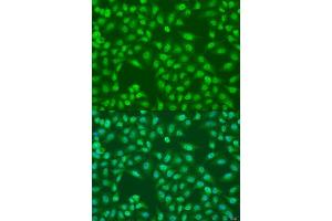 Immunofluorescence analysis of U2OS cells using COPS7A antibody. (COPS7A 抗体  (AA 1-275))