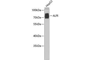Western blot analysis of extracts of HepG2 cells, using ALPI Antibody (ABIN6127419, ABIN6136822, ABIN6136823 and ABIN6221820) at 1:1000 dilution. (Intestinal Alkaline Phosphatase 抗体  (AA 20-240))