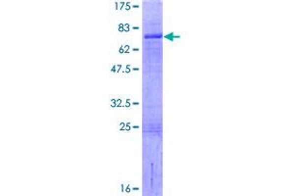 LHX9 Protein (AA 1-397) (GST tag)