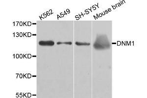 Western blot analysis of extracts of various cell lines, using DNM1 antibody. (Dynamin 1 抗体)
