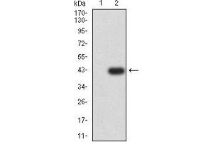 Western blot analysis using ELANE mAb against HEK293 (1) and ELANE (AA: 140-267)-hIgGFc transfected HEK293 (2) cell lysate. (ELANE 抗体  (AA 140-267))