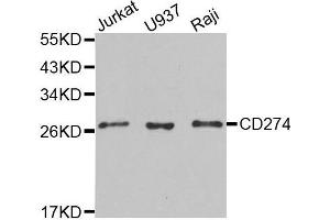 Western blot analysis of extracts of various cell lines, using CD274 antibody. (PD-L1 抗体  (AA 19-238))
