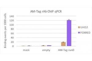 AM-Tag antibody (rAb) tested by ChIP. (Recombinant H2AFV 抗体)