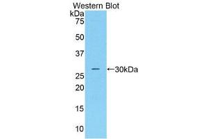 Western Blotting (WB) image for anti-Complement Factor D (CFD) (AA 1-263) antibody (ABIN1858380) (Adipsin 抗体  (AA 1-263))