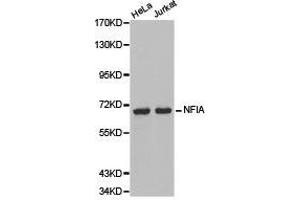 Western Blotting (WB) image for anti-Nuclear Factor I/A (NFIA) antibody (ABIN1873894) (NFIA 抗体)