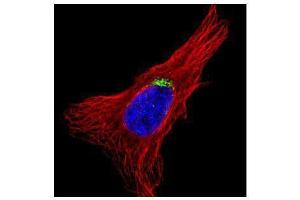 ICC/IF Image Confocal immunofluorescence analysis (Olympus FV10i) of methanol-fixed HeLa, using GOLGA5, antibody (Green) at 1:500 dilution. (GOLGA5 抗体)