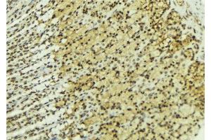 ABIN6277222 at 1/100 staining Human gastric tissue by IHC-P. (SIAH1 抗体  (N-Term))
