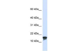 TMEM166 antibody used at 1 ug/ml to detect target protein.