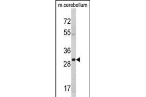 Western blot analysis of YWHAG Antibody (Center) (ABIN389486 and ABIN2839545) in mouse cerebellum tissue lysates (35 μg/lane). (14-3-3 gamma 抗体  (AA 136-164))