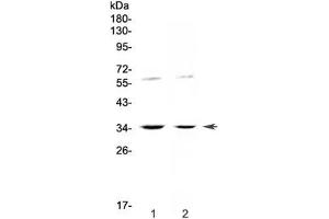 Western blot testing of human 1) HeLa and 2) SW620 cell lysate with IL12 p35 antibody at 0. (IL12A 抗体)