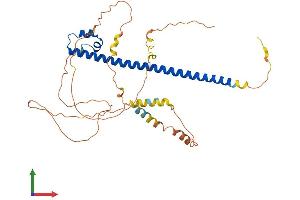 AlphaFold protein structure predicition of Mouse Recombinant Maf Protein, UniprotID P54843