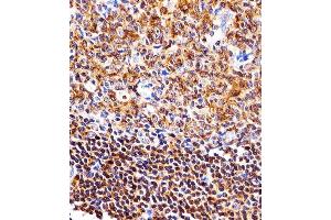 Immunohistochemical analysis of paraffin-embedded H.