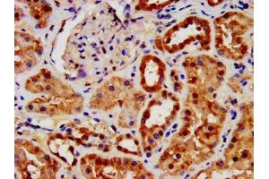 IHC image of ABIN7144472 diluted at 1:1400 and staining in paraffin-embedded human kidney tissue performed on a Leica BondTM system. (AIF 抗体  (AA 103-612))
