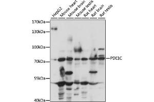 Western blot analysis of extracts of various cell lines, using PDE1C antibody (ABIN7269300) at 1:1000 dilution. (PDE1C 抗体  (AA 435-634))
