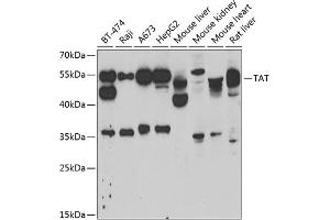 Western blot analysis of extracts of various cell lines, using TAT antibody (ABIN6127860, ABIN6148867, ABIN6148868 and ABIN6222500) at 1:1000 dilution. (Tat (AA 1-270) 抗体)